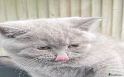 British Shorthair cats for sale: Lilac British Short hair female kitten  - Image 2