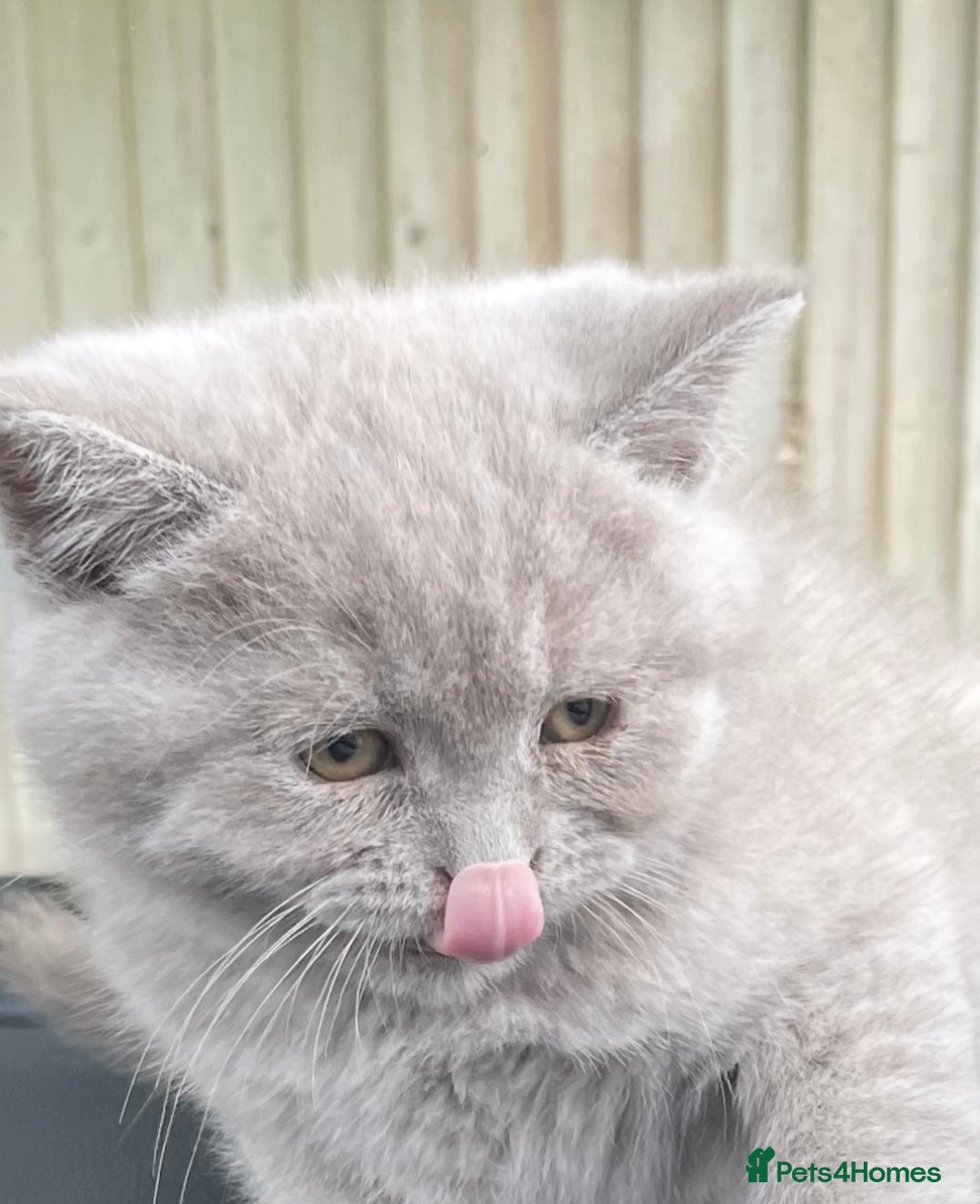 British Shorthair cats for sale: Lilac British Short hair female kitten  - Image 2