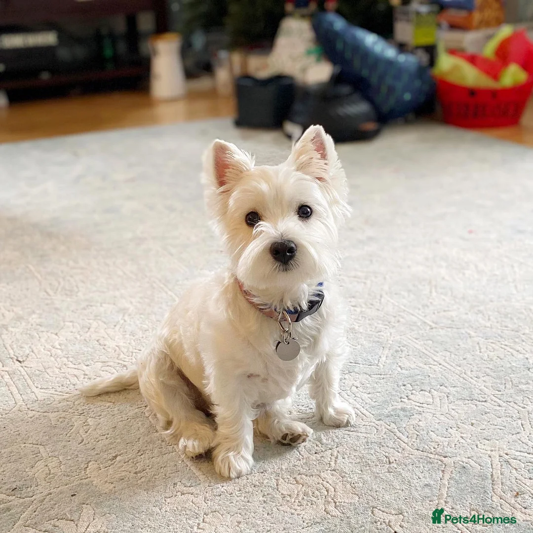 West Highland Terrier dogs for sale: Cute West Highland Terrier puppy - Advert 2