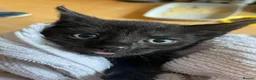 Mixed Breed cats for adoption: Tiny Rambunctious Crew of Panthers - Advert 1