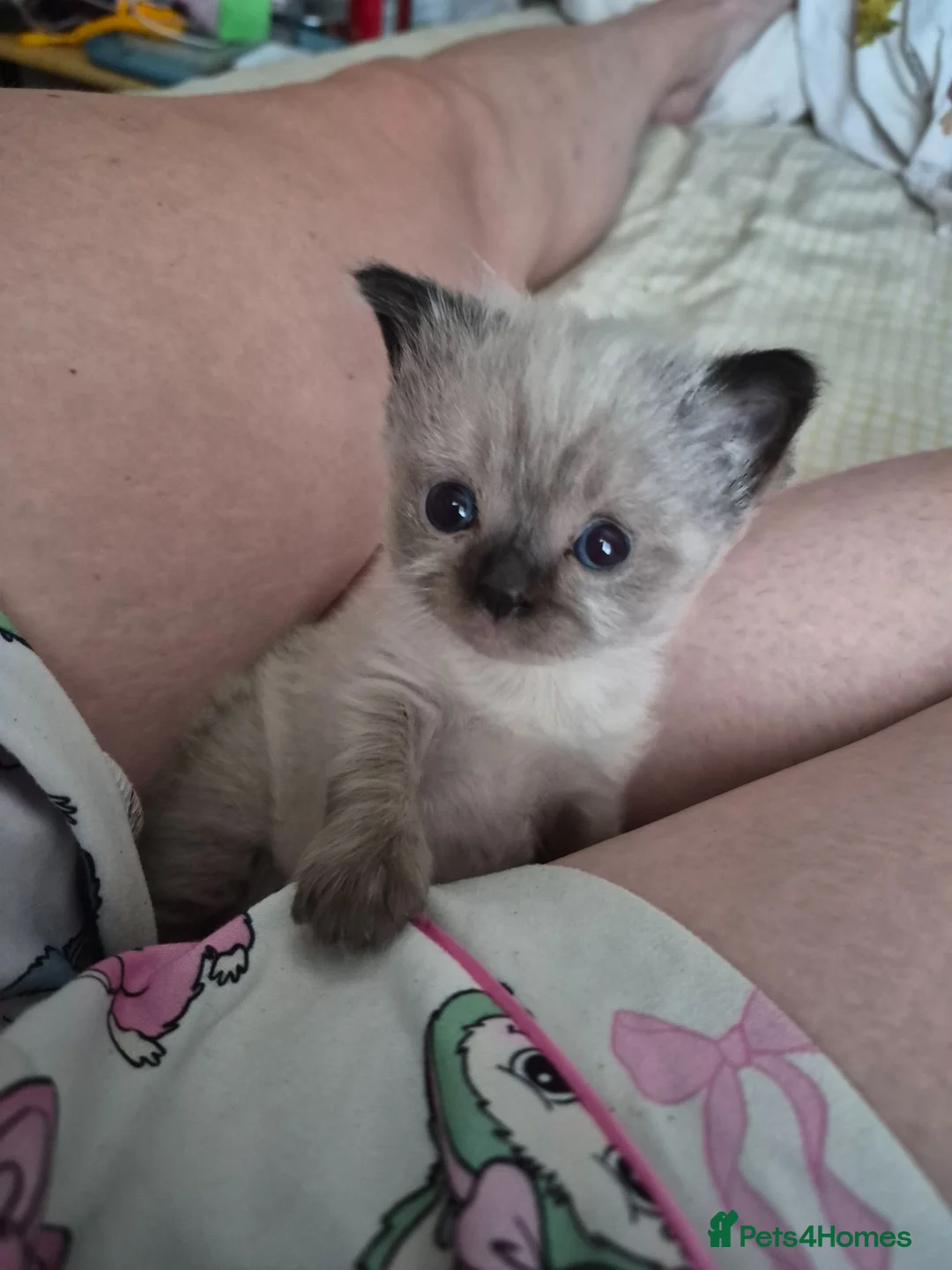 Ragdoll cats for sale: Ragdoll kittens  in Ashton-under-Lyne - Advert 2