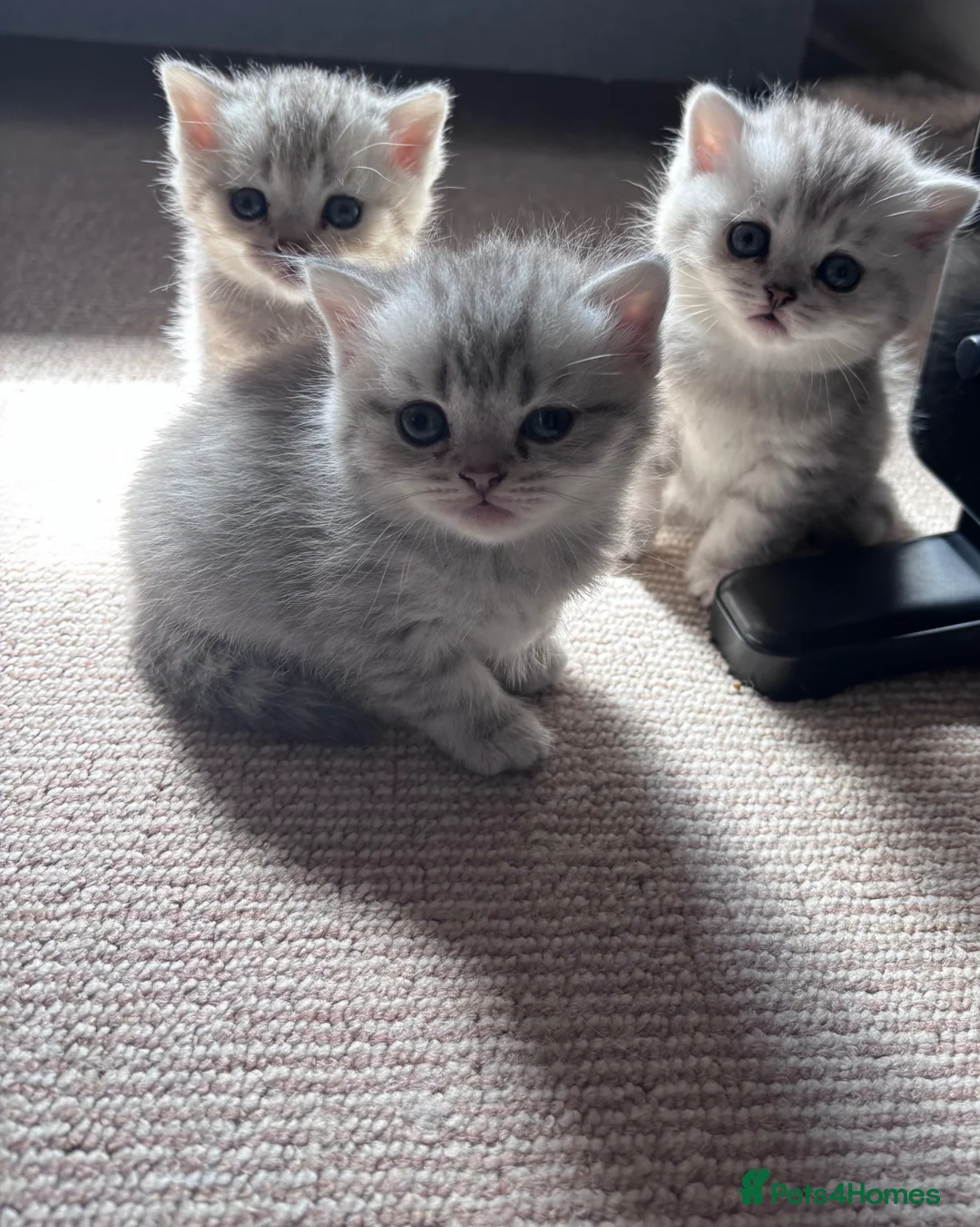 British Shorthair cats for sale: Beautiful BSH - Advert 7