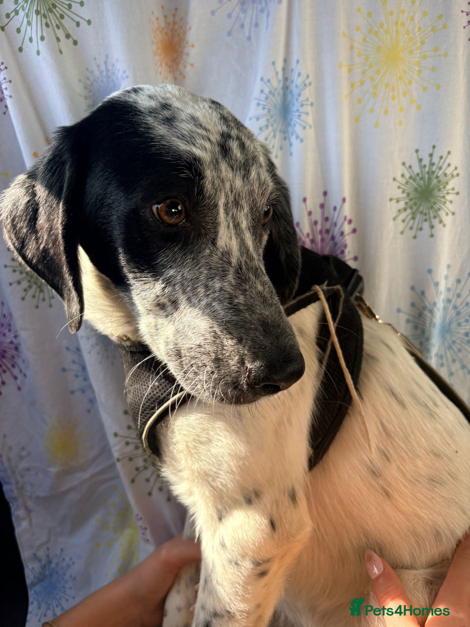 Mixed Breed dogs Pascal is ready for his new home - Advert 12