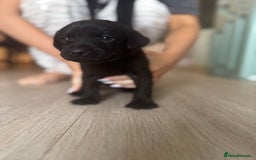 Labrador Retriever dogs for sale: Stunning homebred labs - Advert 16