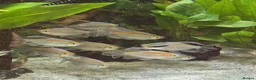 Discus fish for sale: Discus and tropical fish in Pembroke Dock - Advert 7