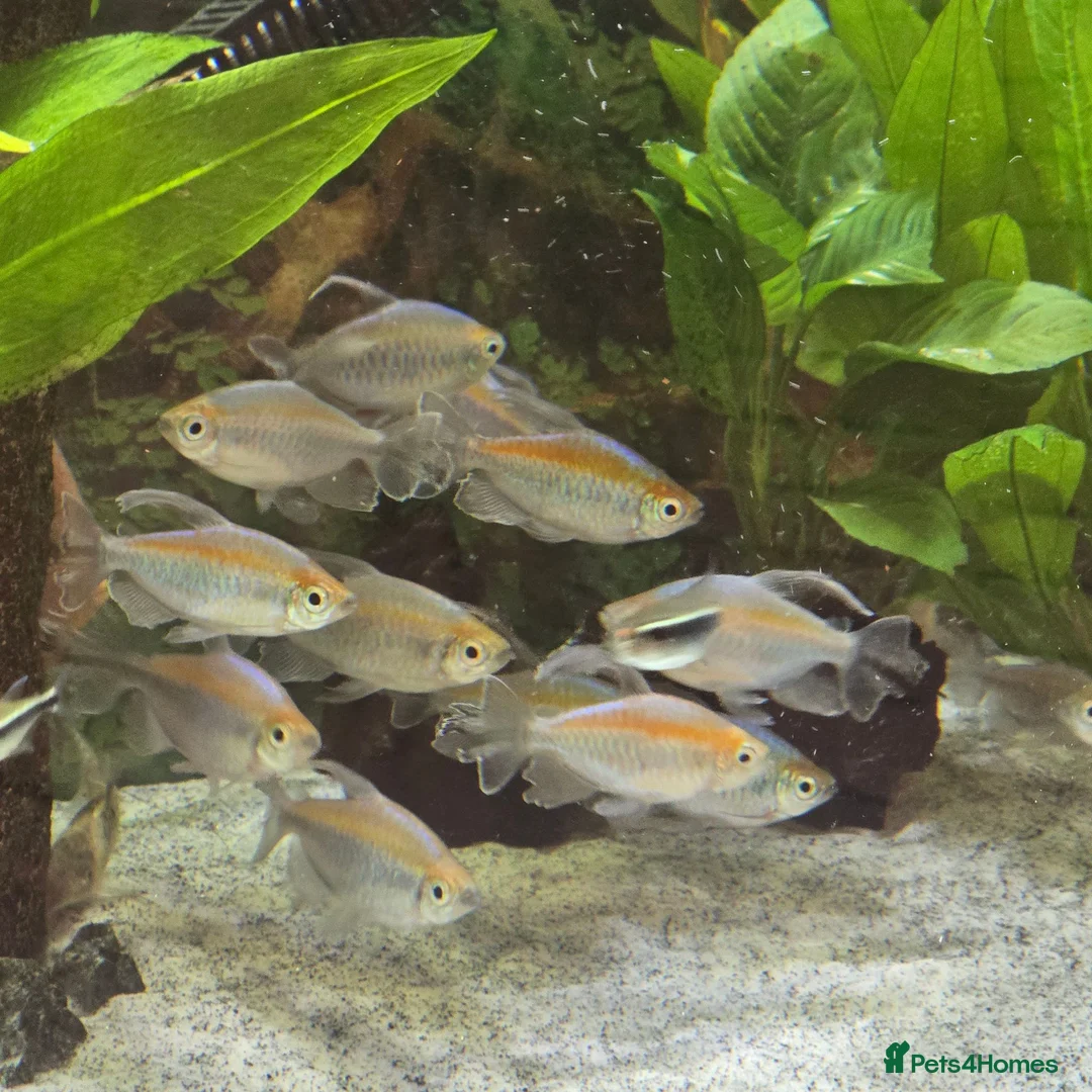 Discus fish for sale: Discus and tropical fish in Pembroke Dock - Advert 7