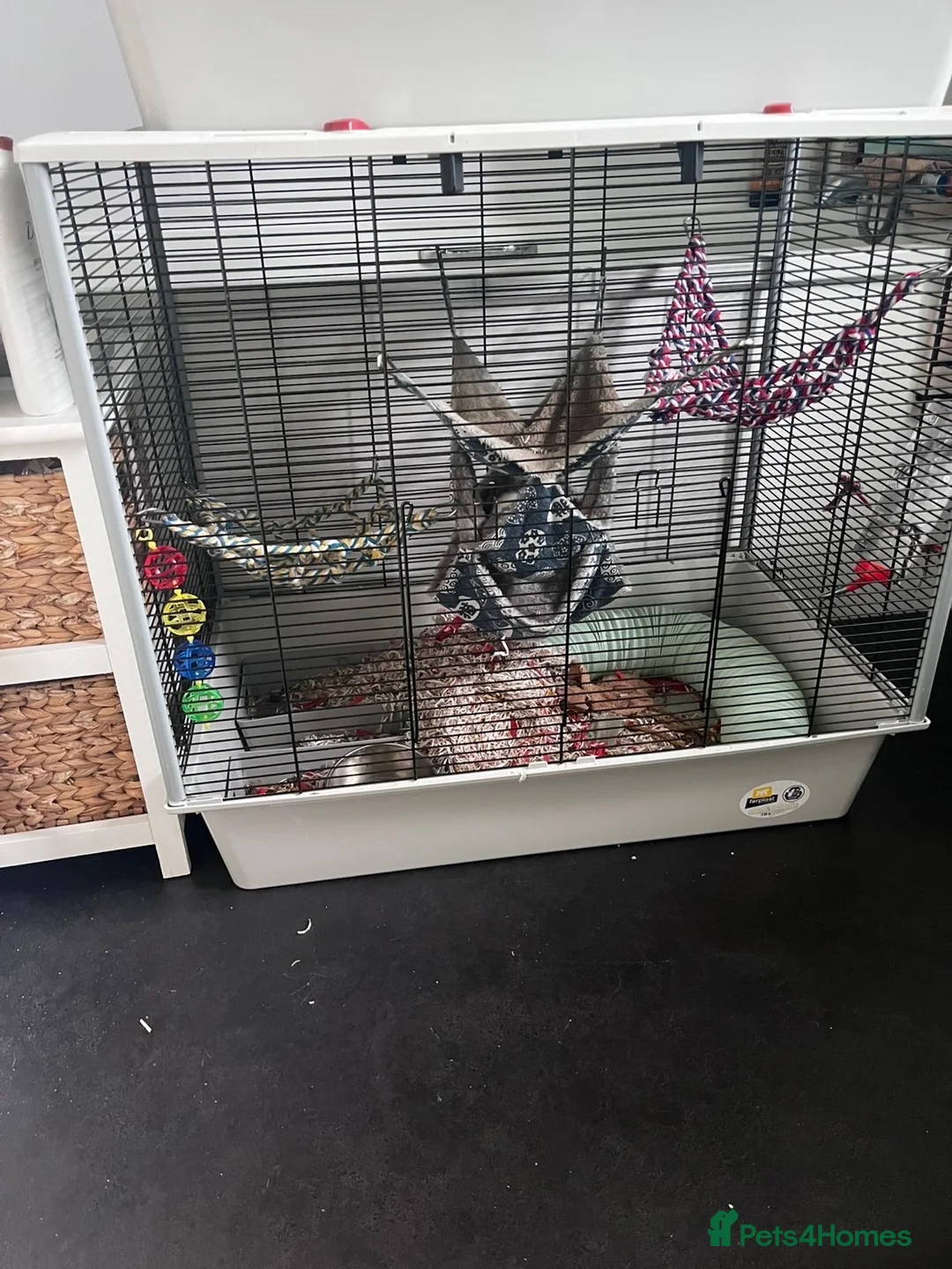 Rat rodents for sale: 2 female rats grey and white  - Advert 2