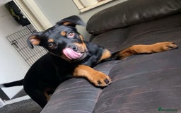 Rottweiler dogs for sale: Rottweiler - Image 2