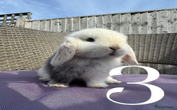 Mini Lop rabbits for sale: 5 Mini Lop baby rabbits ready 17th SEPT - Image 10