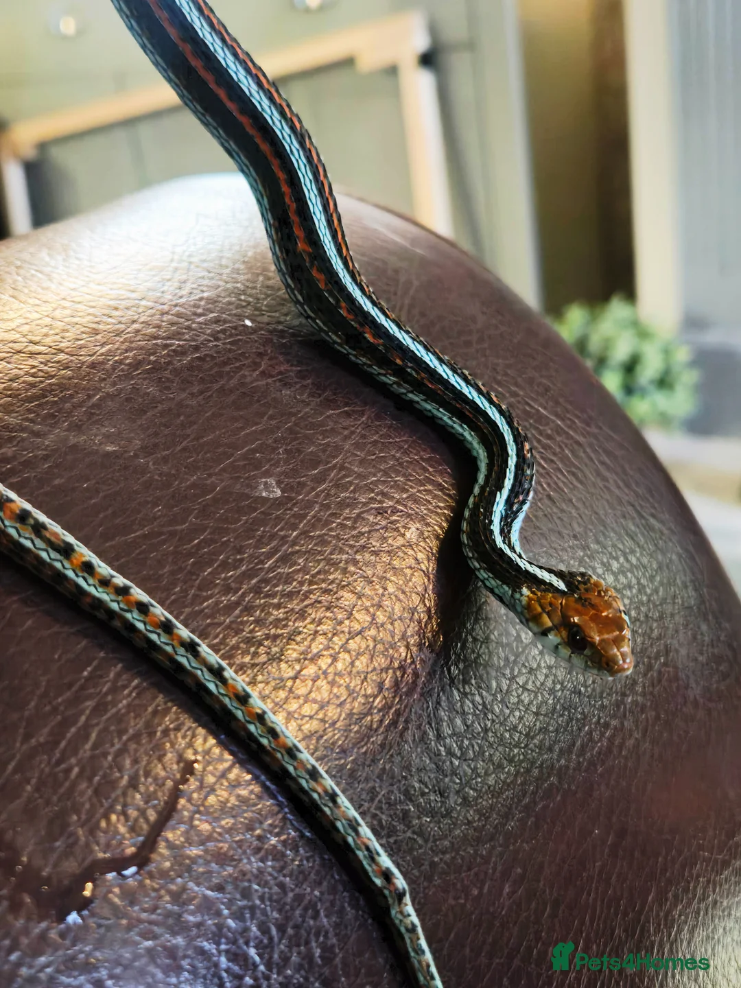 Garter Snake reptiles for sale: San Francisco Garter Snake for sale - Advert 2