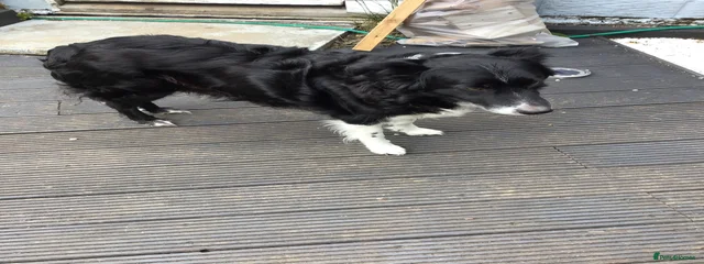 Skye