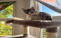 Maine Coon cats for sale: Gorgeous girl Mia for sale - Advert 3
