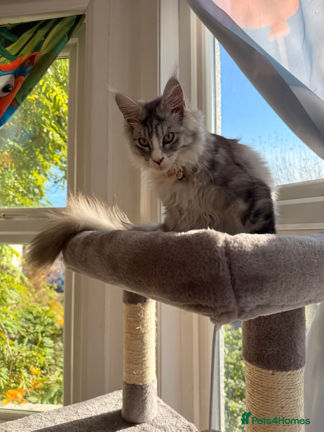 Maine Coon cats for sale: Gorgeous girl Mia for sale - Advert 3