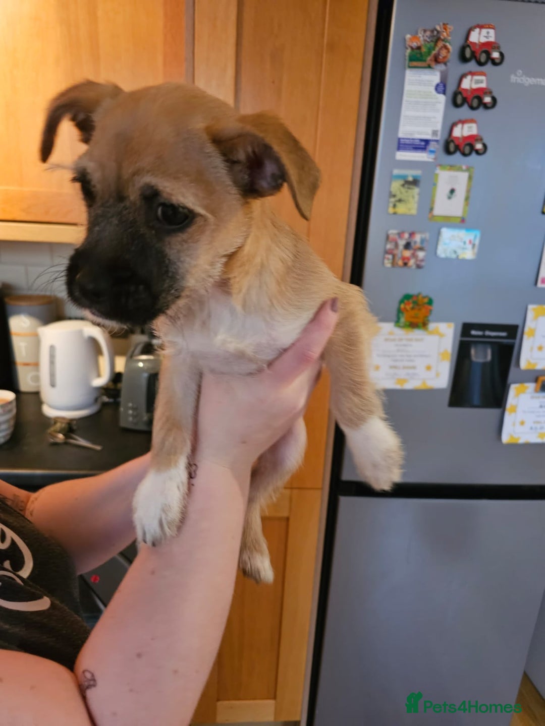 Mixed Breed dogs for sale: Chihuahua cross Jack Russell  - Advert 5