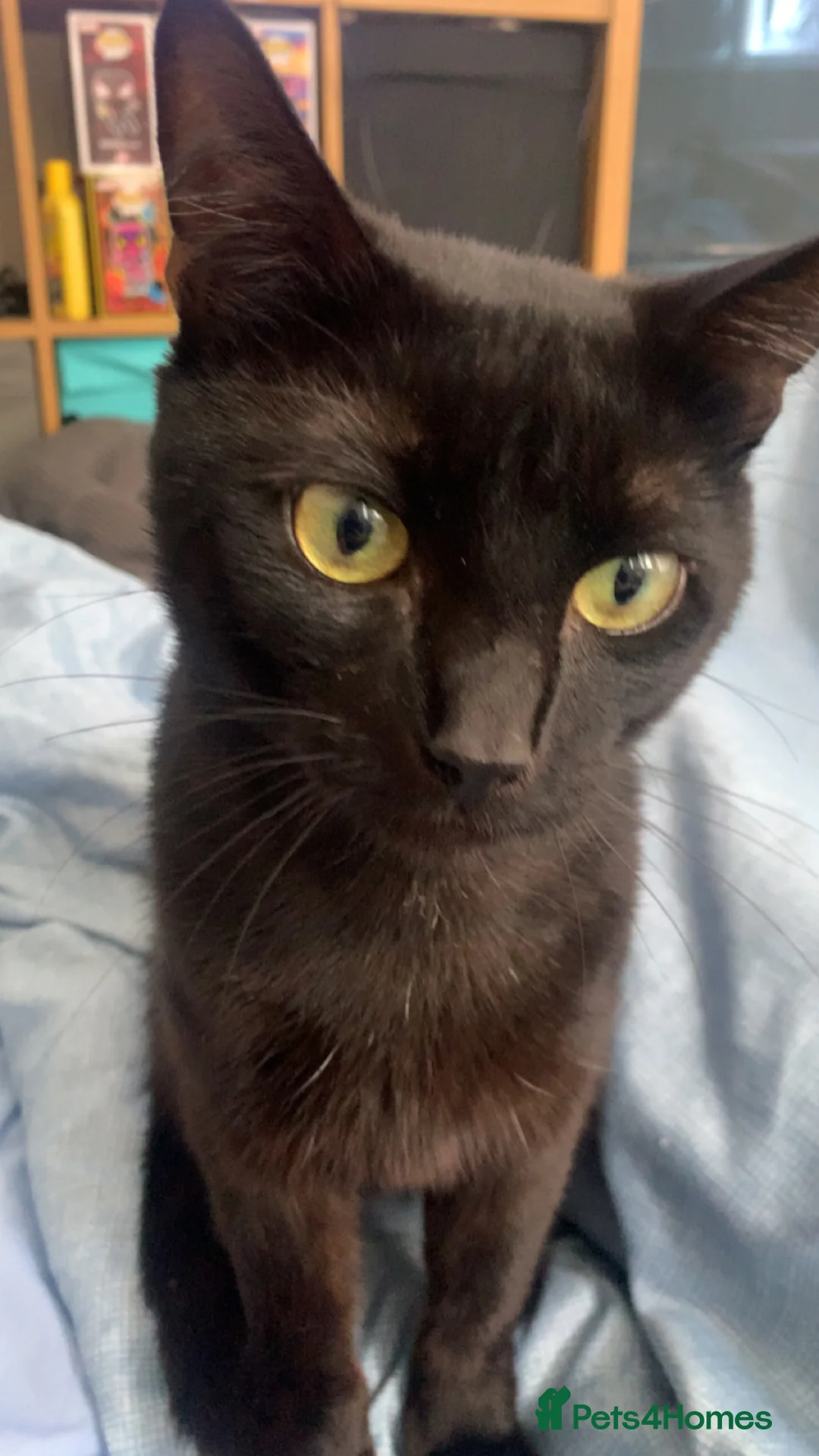 Mixed Breed cats for sale: Kittens  - Advert 7