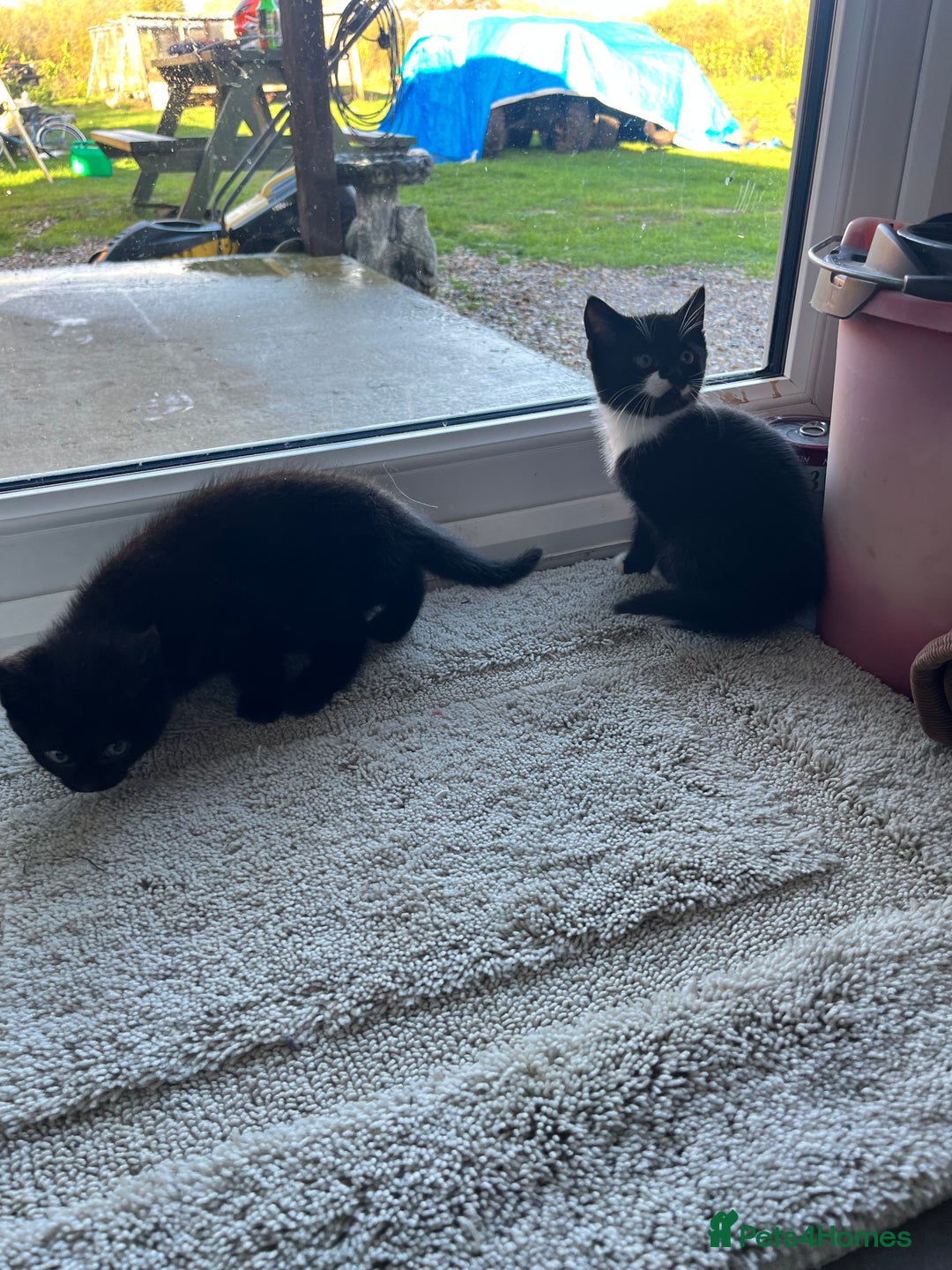 Mixed Breed cats for sale: Kittens for sale  - Advert 7