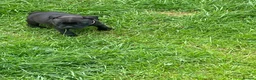 Staffordshire Bull Terrier dogs for sale: KC REGISTERED 3 BLACK BOYS 1 GIRL - Advert 18