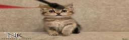 British Shorthair cats for sale: GCCF British Shorthair Babies Ready Soon 🐱 - Advert 10