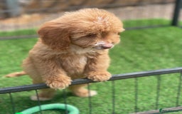 Cockapoo dogs for sale: Adorable F1 cockapoo pups NOW READY  - Image 12