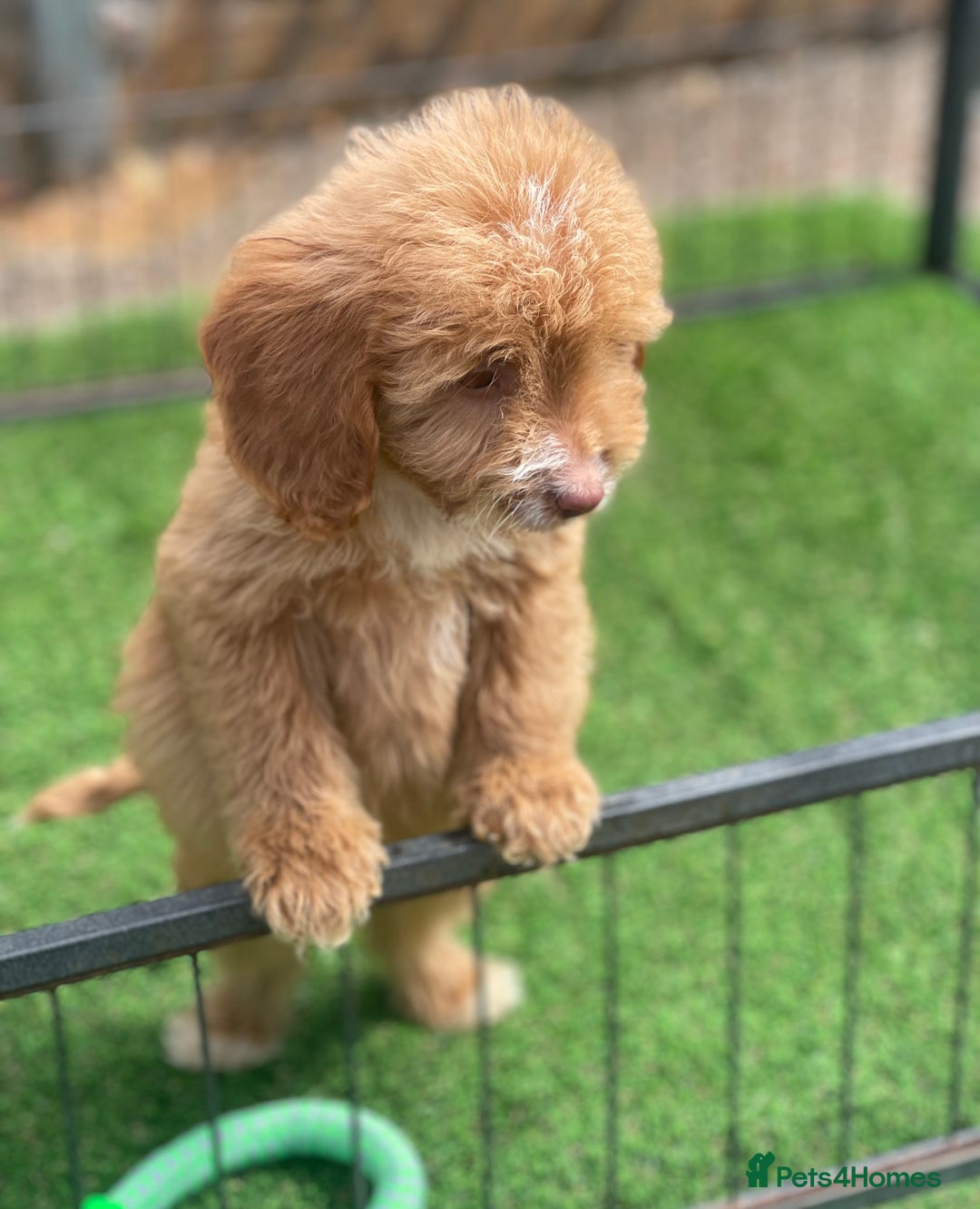Cockapoo dogs for sale: Adorable F1 cockapoo pups NOW READY  - Image 12