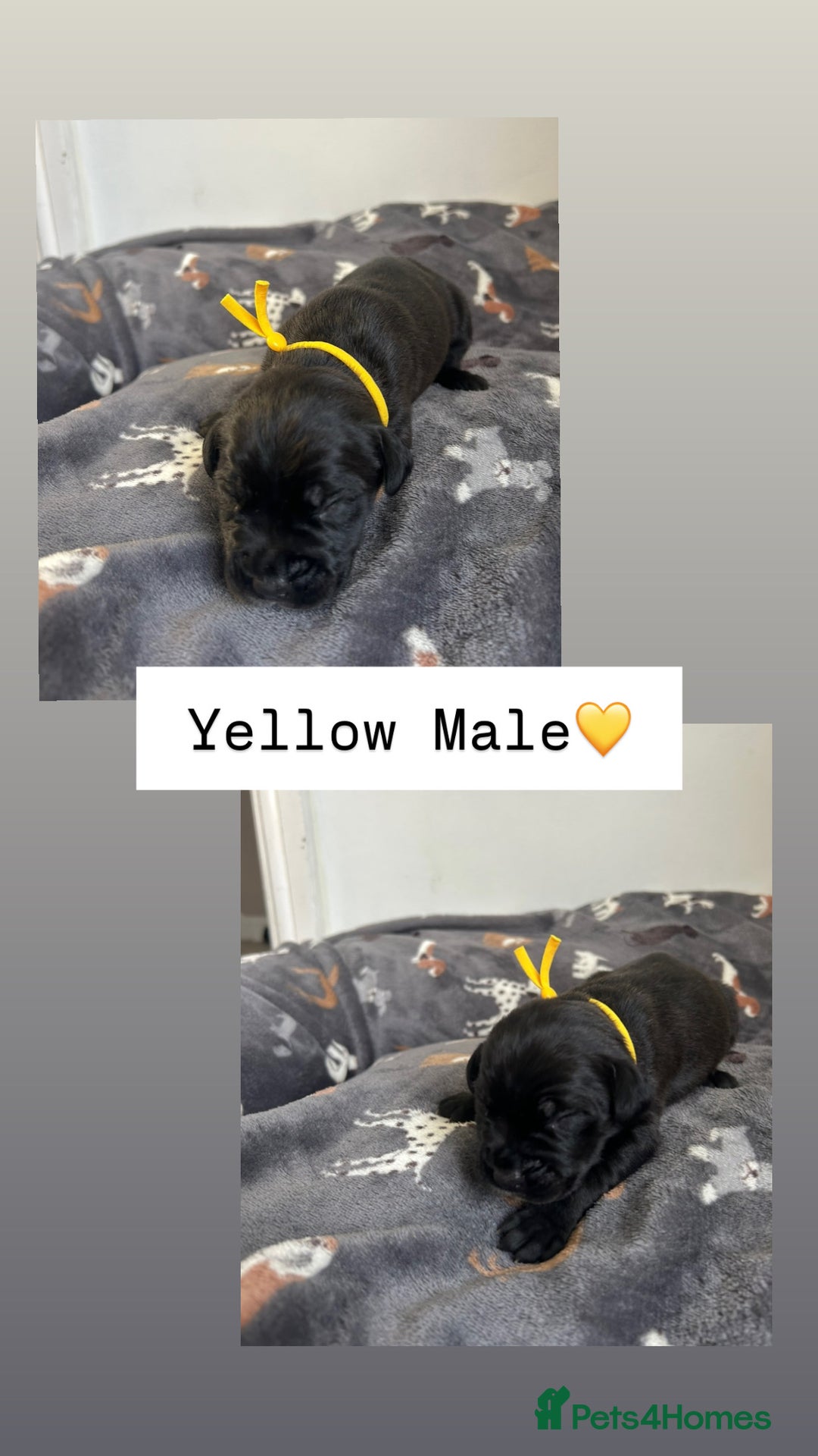 Mixed Breed dogs for sale: Stunning mastiff pups🐾 - Image 5