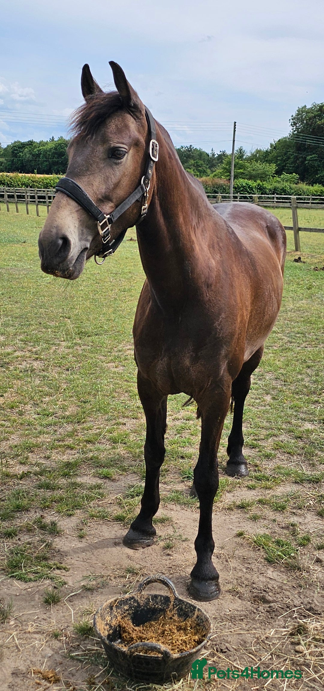 Andalusian horses for sale: Full or Part Loan - Advert 14