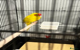 Parrots birds for sale:  Kakariki Pair + Male Indian Ringneck for Sale - Image 6