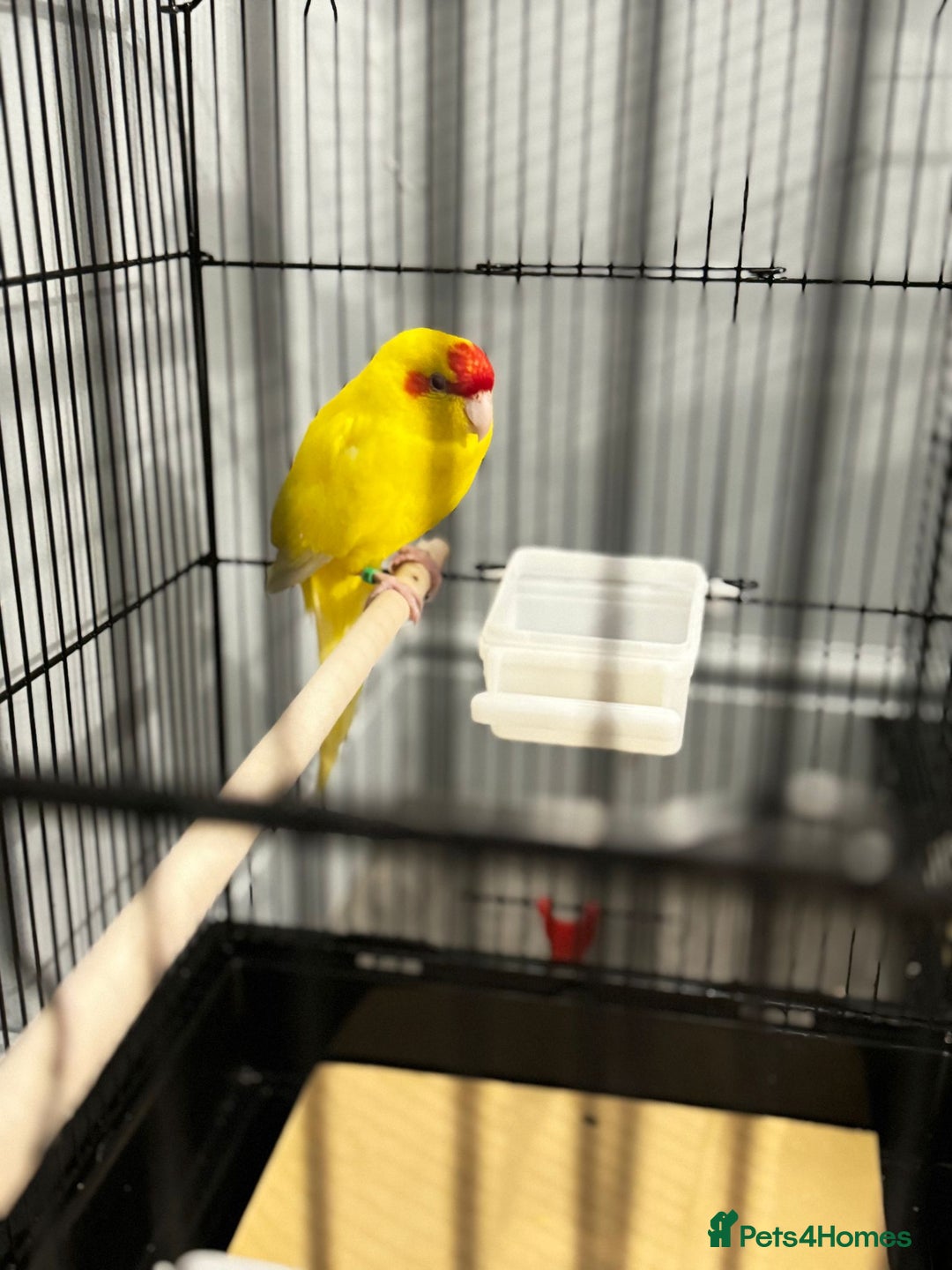 Parrots birds for sale:  Kakariki Pair + Male Indian Ringneck for Sale - Image 6