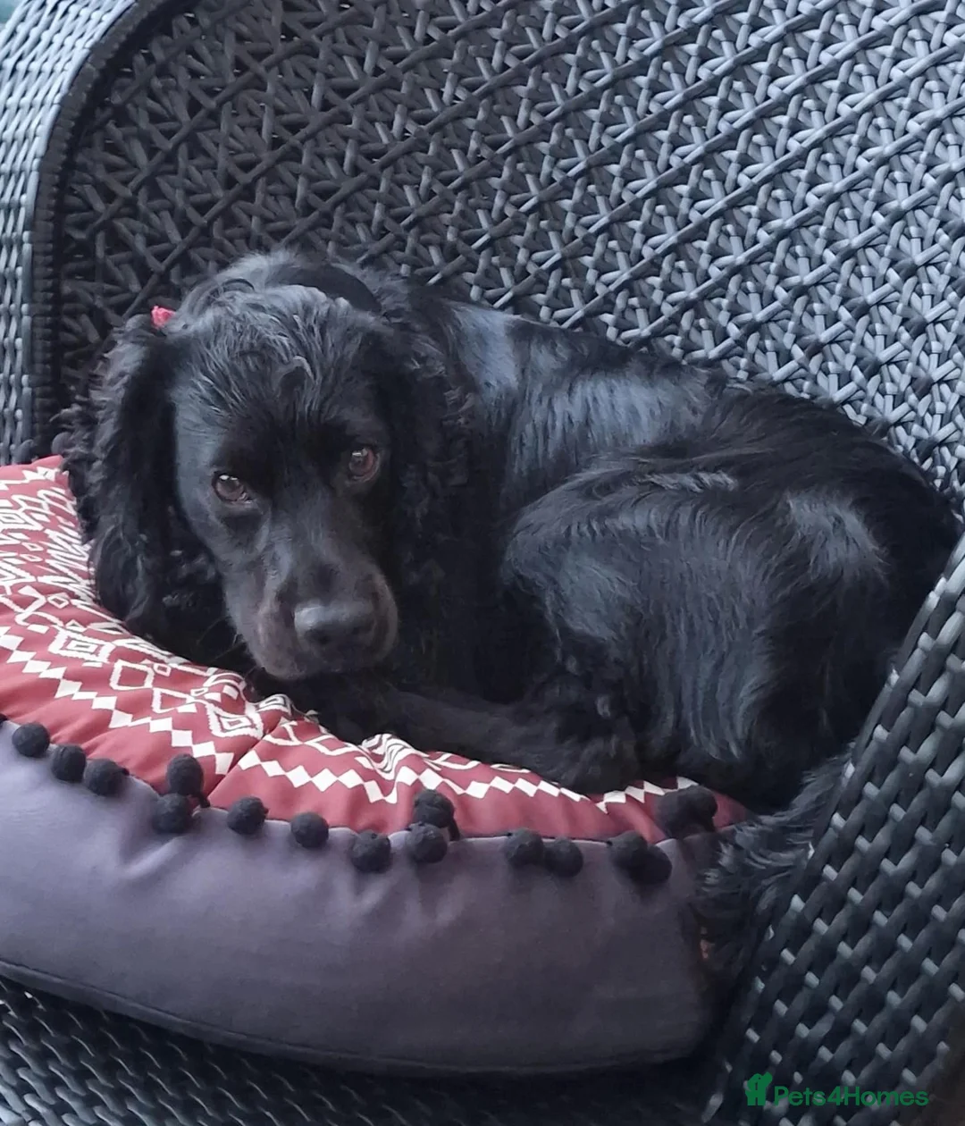 Cocker Spaniel dogs for stud: KC REGISTERED WORKING COCKER SPANIEL FOR STUD in Whitchurch - Advert 4