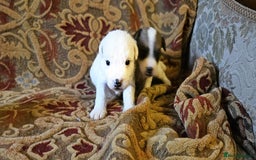 Jack Russell dogs for sale: Tremendous JRT puppies  - Image 11