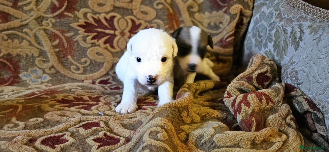 Jack Russell dogs for sale: Tremendous JRT puppies  - Image 11