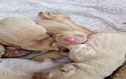 Labrador Retriever dogs for sale: Stunning Fox Red Labrador Puppies – Working lines - Image 11