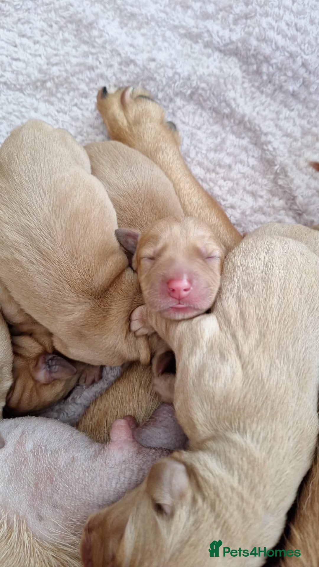 Labrador Retriever dogs for sale: Stunning Fox Red Labrador Puppies – Working lines - Image 11