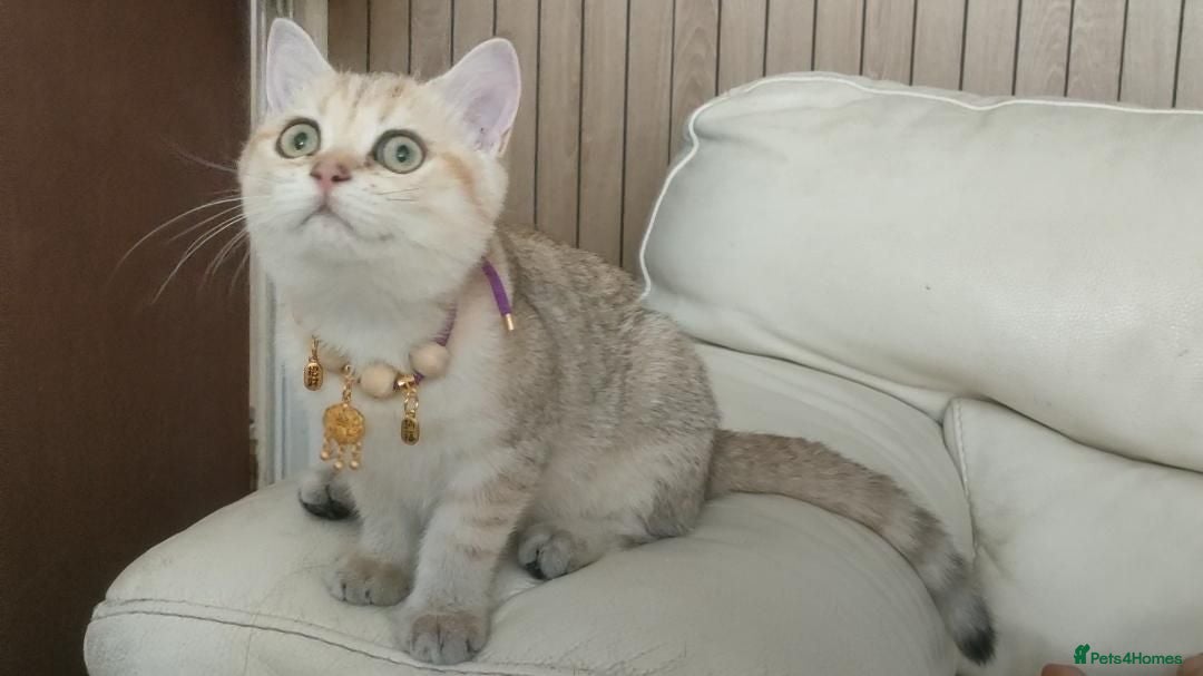 British Shorthair cats for sale: TICA Reg. Golden British Shorthair Girl Kitten  - Advert 1
