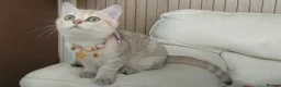 British Shorthair cats for sale: TICA Reg. Golden British Shorthair Girl Kitten  - Advert 1