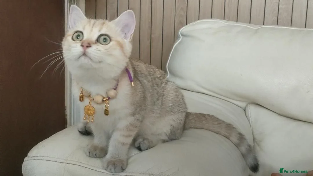 British Shorthair cats for sale: TICA Reg. Golden British Shorthair Girl Kitten  - Advert 1