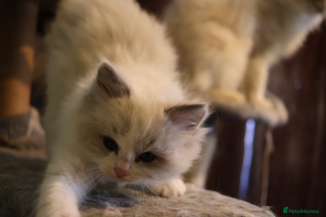 Ragdoll cats for sale: Rare cream point ragdoll & 2 blue bicolour - Image 9