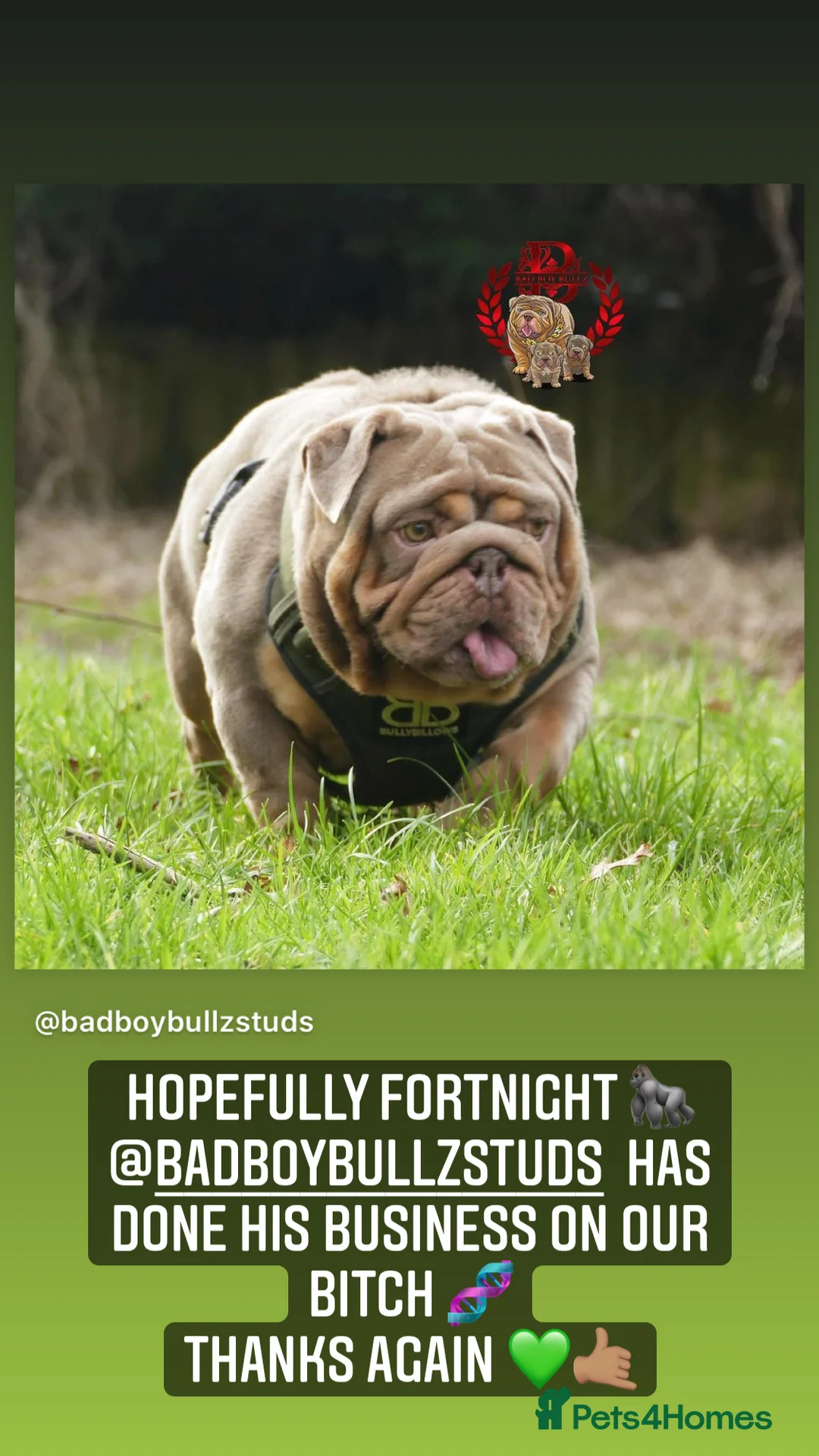 English Bulldog dogs for stud: English Bulldog Stud – Exceptional Temperament - Advert 30