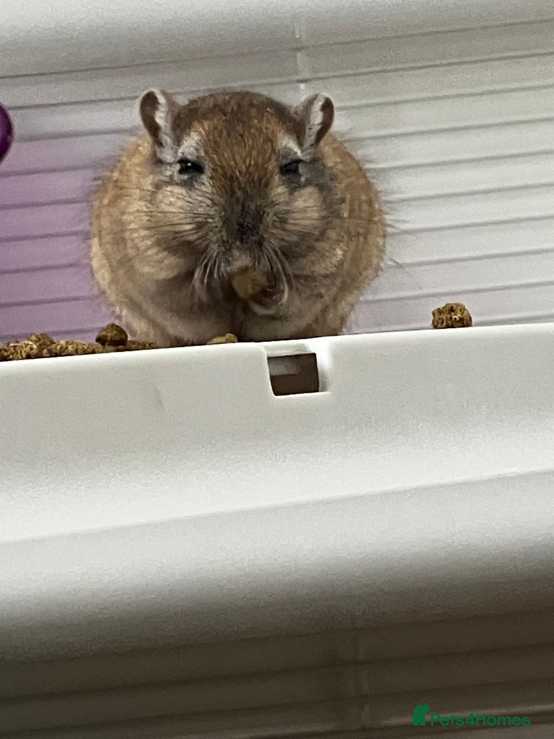 Gerbil rodents for sale: 2 female gerbils by blood sisters  - Advert 10