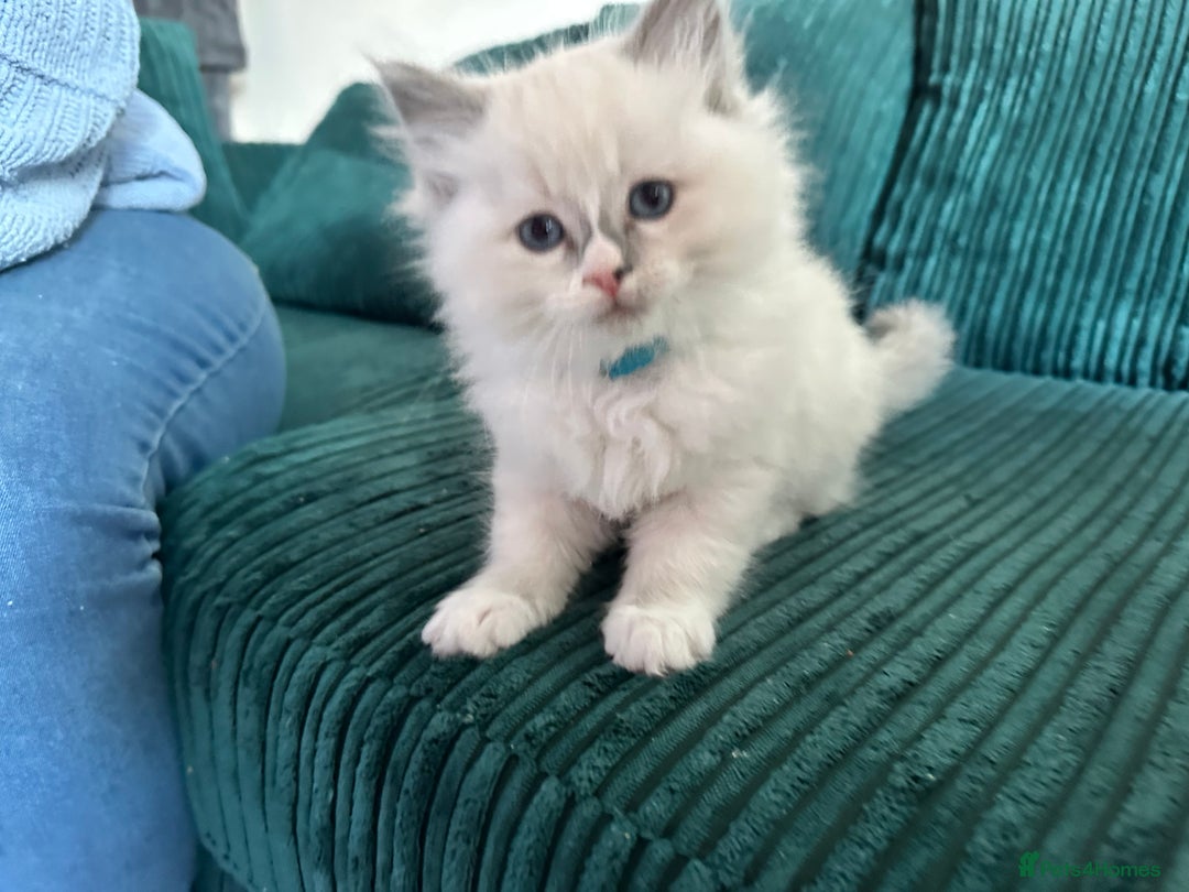 Ragdoll cats for sale: Ragdoll females - Image 5