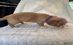 Sprocker dogs for sale: Gorgeous Homebred Sprocker Puppies - Image 9