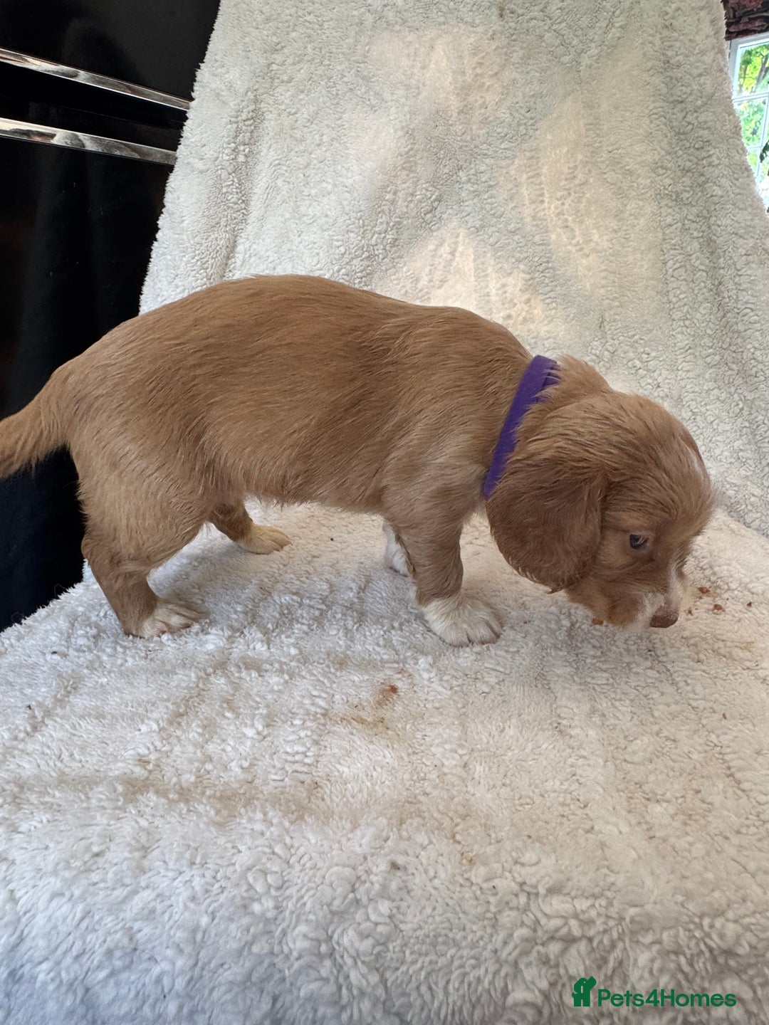 Sprocker dogs for sale: Gorgeous Homebred Sprocker Puppies - Image 9