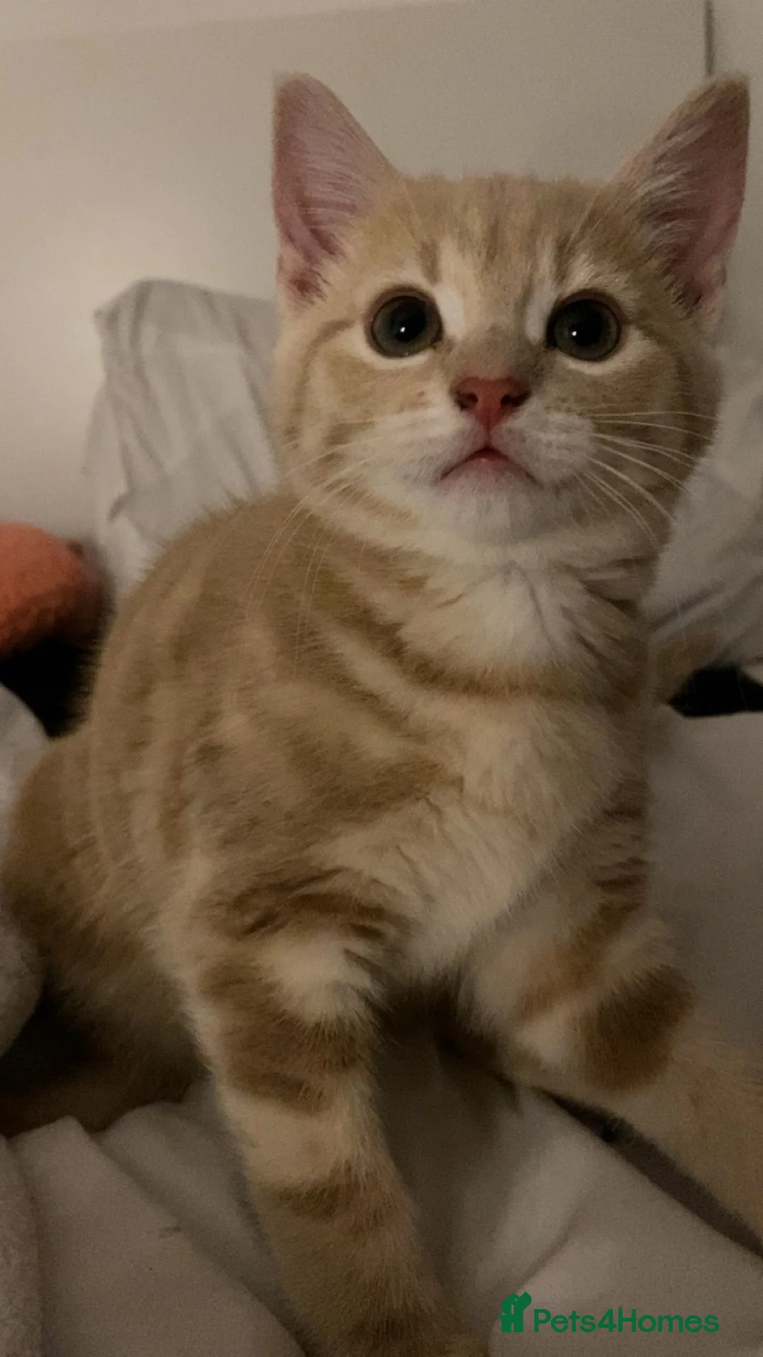 Domestic Shorthair cats for sale: 2 adorable mink ragdoll cross girls - Advert 5