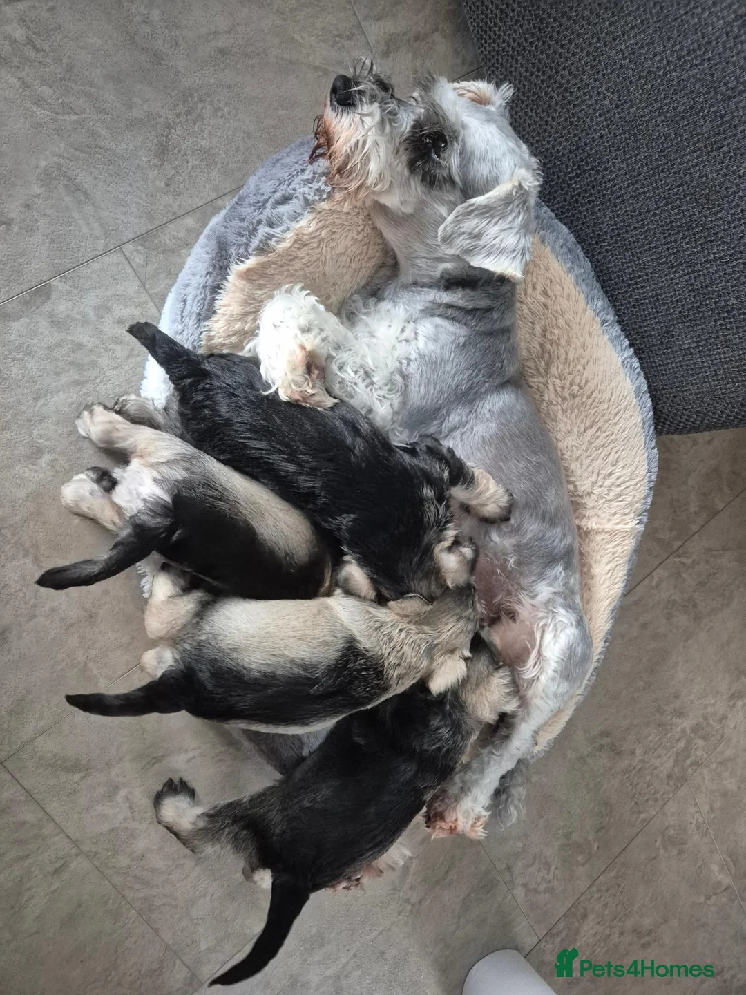 Miniature Schnauzer dogs for sale: Miniature Schnauzer Puppies - Advert 16