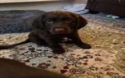 Cocker Spaniel dogs for sale: Beautiful Chocolate Working Cockers - Last 2 boys - Advert 8