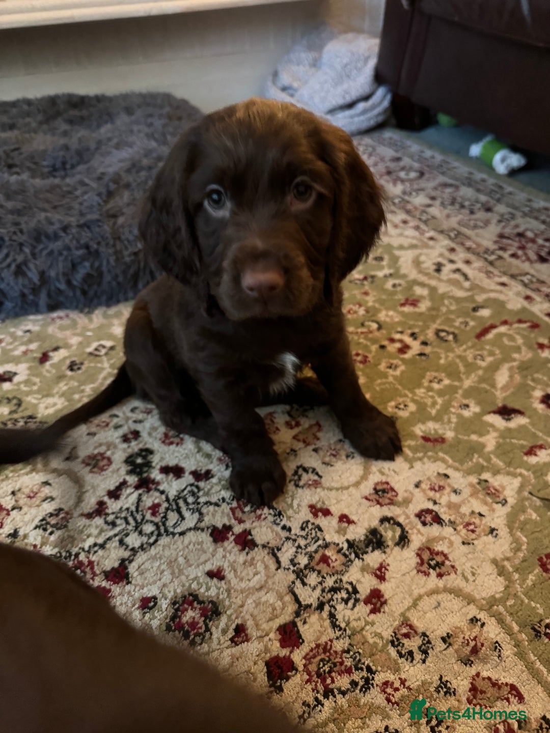 Cocker Spaniel dogs for sale: Beautiful Chocolate Working Cockers - Last 2 boys - Advert 8