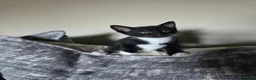 Domestic Shorthair cats for sale: 1 gray girl, 1 black and white boy, 1 full black  - Advert 3