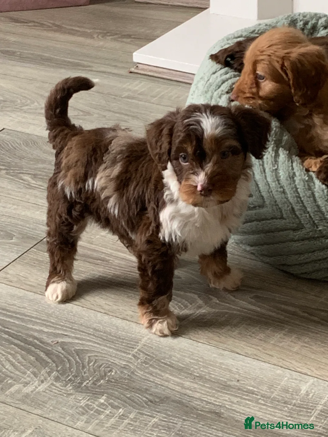 Cockapoo dogs for sale: Healthy toy poodle companions  - Advert 2