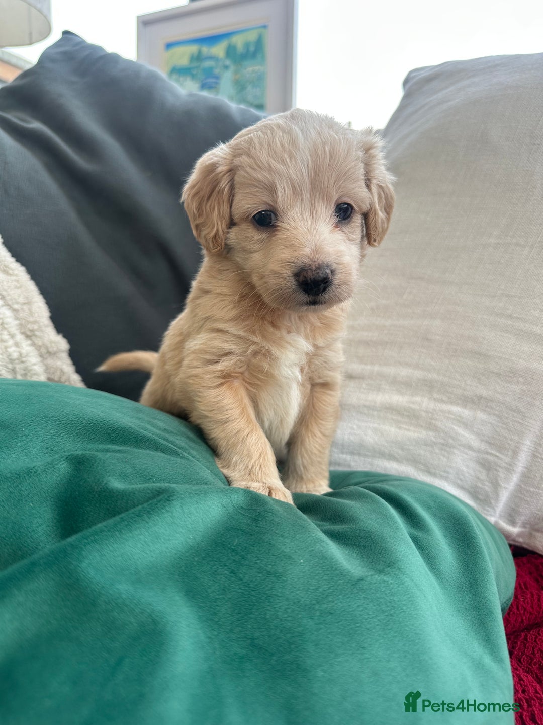 Mixed Breed dogs for sale: Cavapoo Beagle x Miniature Poodle  - Advert 9