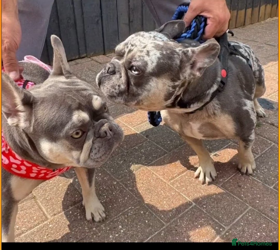 French Bulldog dogs for sale: French bulldog puppies for sale  - Image 8
